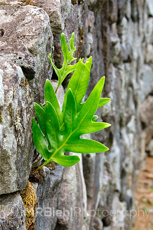 Perseverance-Hawaii Big Island 2011-1431