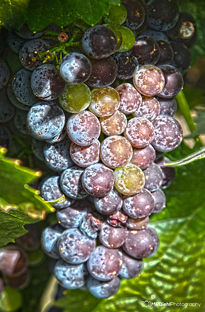 Napa-147-9
