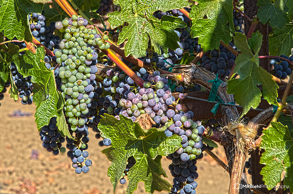 Napa-273-5