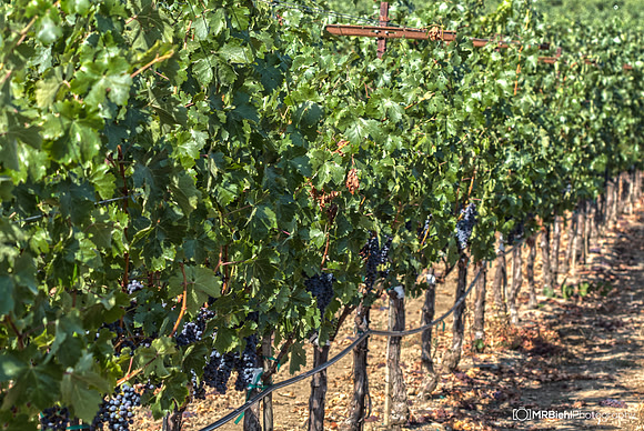 Napa-286-8