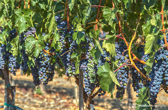 Napa-295-7