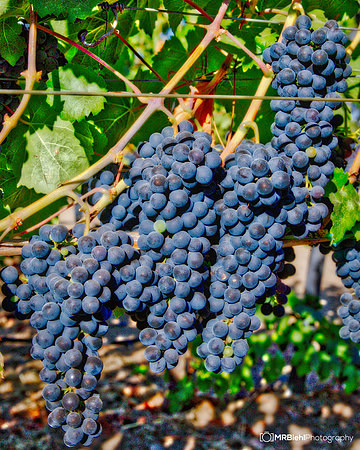 Napa-2470