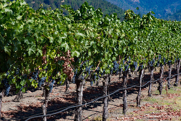 Napa-2599