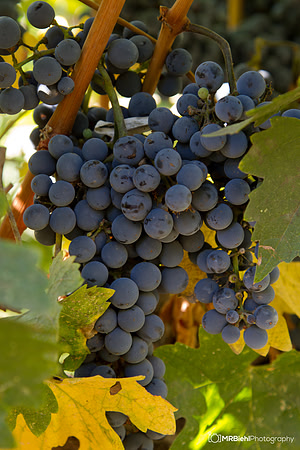 Napa-8102