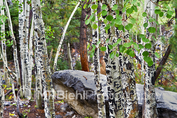 Through the Birches-LV - 20130907-1380