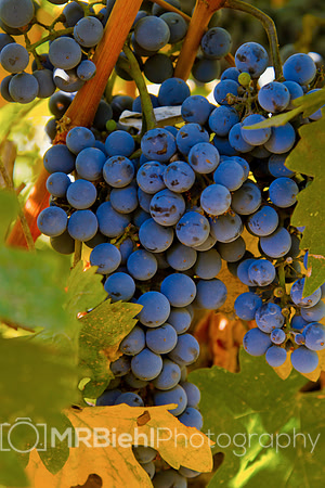Napa on My Mind - Napa-8102-Grapes-b